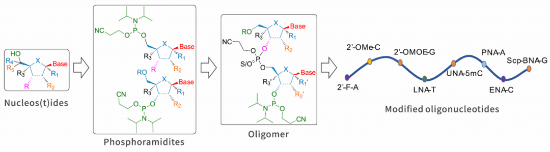 Nucleic Acid Related Chemistry